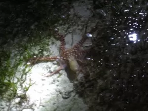 Octopus in Mataking