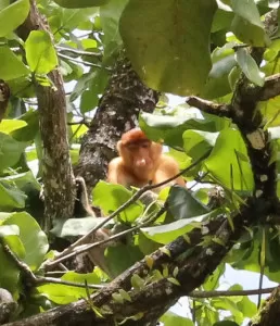 Proboscis monkey in Bako