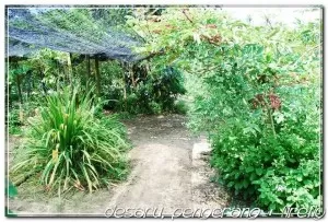 Herbs garden