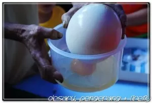 Ostrich farm open egg demo