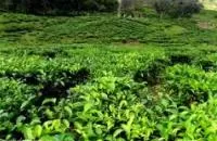 Sabah Tea Garden , Ranau 