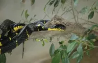 Snake and Reptile Farm Perlis