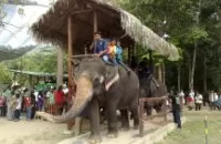 kuala kandah elephant sanctuary