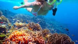 Tenggol snorkeling tour