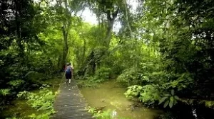jungle-trekking discovery