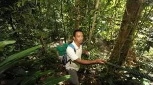 jungle-trekking in langkawi