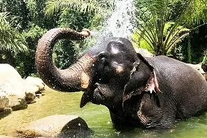 Pkt Elephant