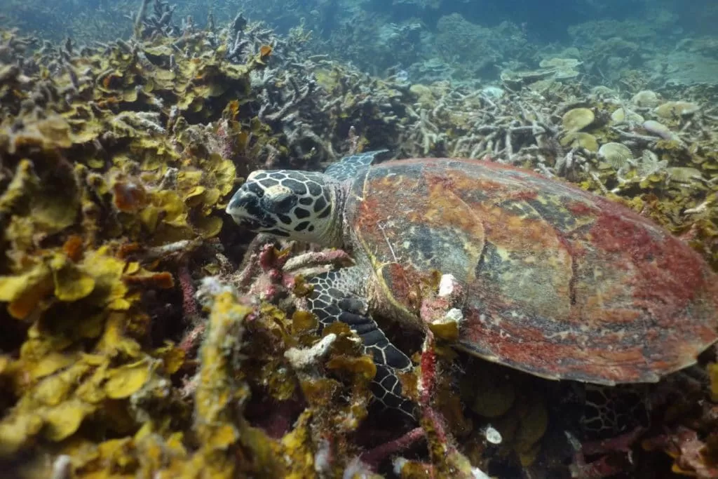 turtle pulau lang tengah