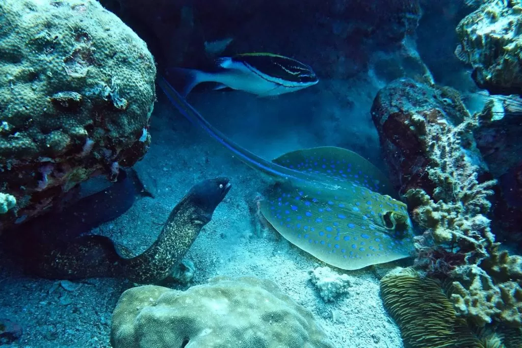moray eel ray pulau lang tengah