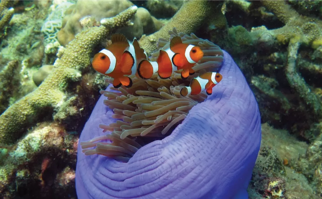 nemo fish with diving