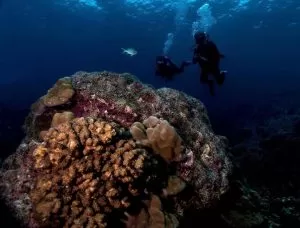 Tenggol Island Beach Resort Diving