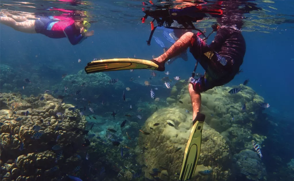 snorkelling among the fishes, colorful
