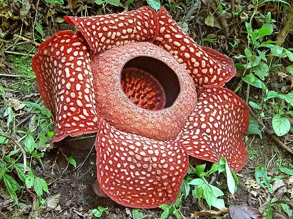rafflesia flower tioman