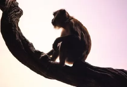 macaque monkey tioman copyright free