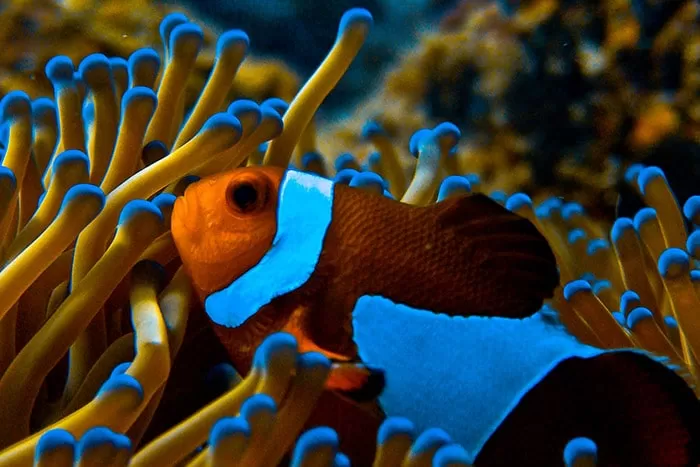 The Barat Perhentian