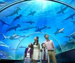 Langkawi Homestay Aquarium