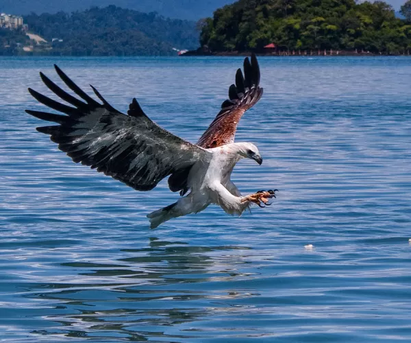 langkawi island hopping