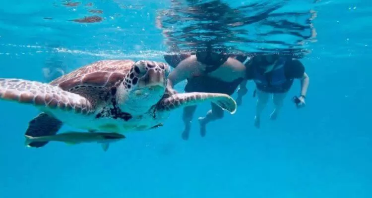 lang tengah activities turtle snorkelling