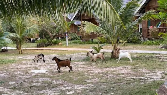 bayu-lestari-island-resort