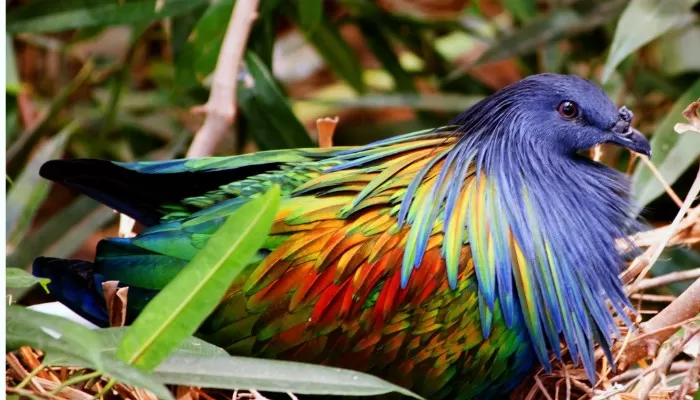 nicobar pigeons malaysia