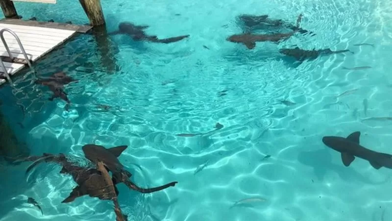 blacktip reef sharks snorkel redang long beach lagoon
