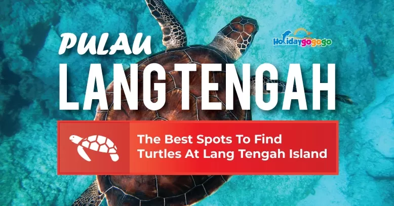 find turtles lang tengah island