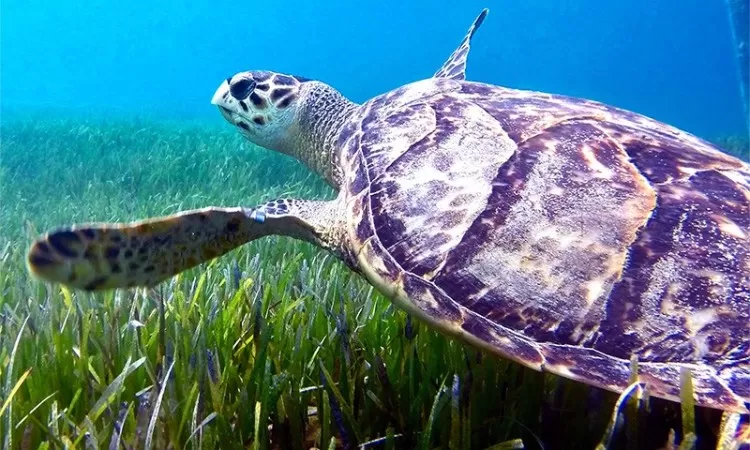turtle at seagrass lang tengah