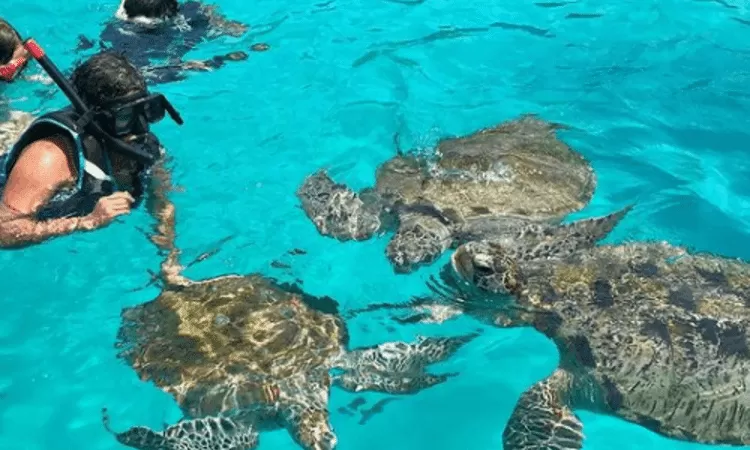 turtle snorkelling