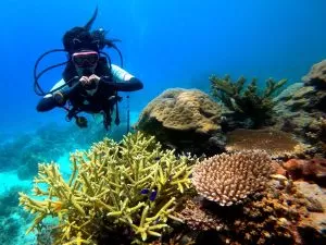diving 