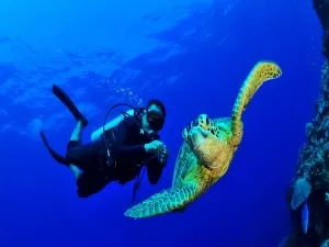  diving 
